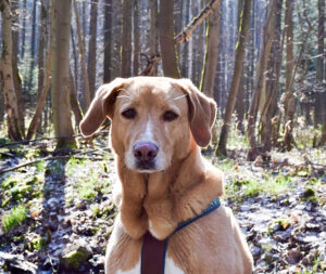 Begleitung von Hunden