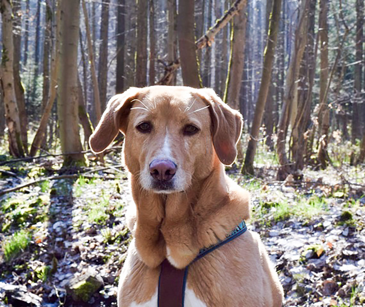 Begleitung von Hunden