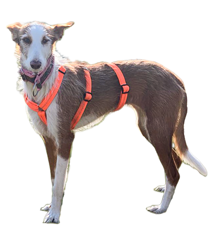 Clara-Hund-freigestellt