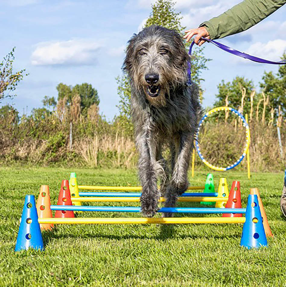 Eva-Obst-Hundetraining