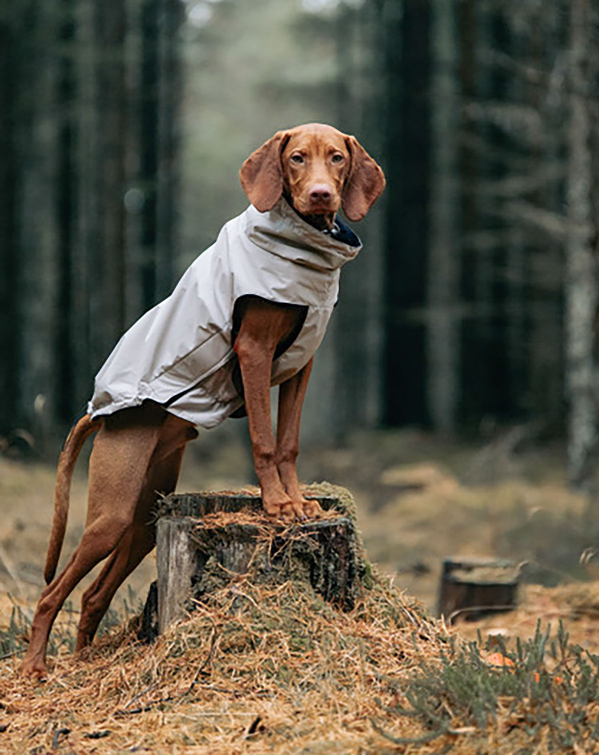 Ausflug mit einem Hund zum Training im Wald