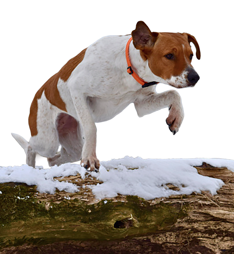 Hund-springt-ueber-Baum