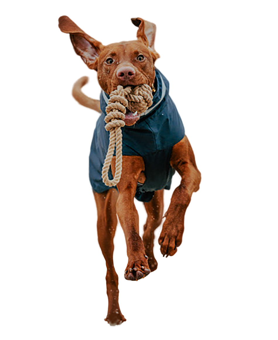 Physiotherapie, Aktivität, rennender Hund