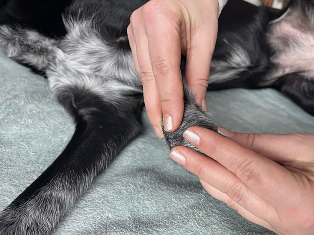 Physiotherapie am Kleintier