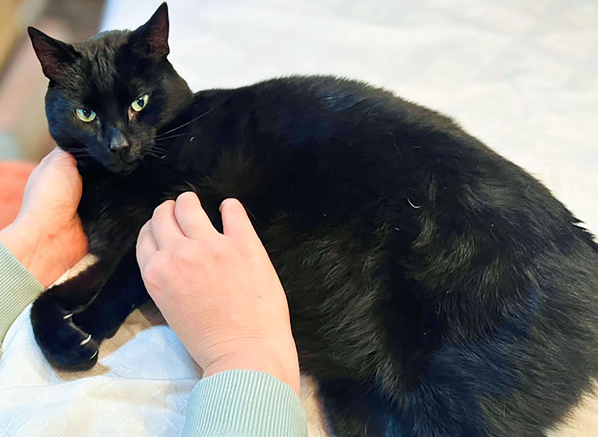 Shaki-Physiotherapie-Katze