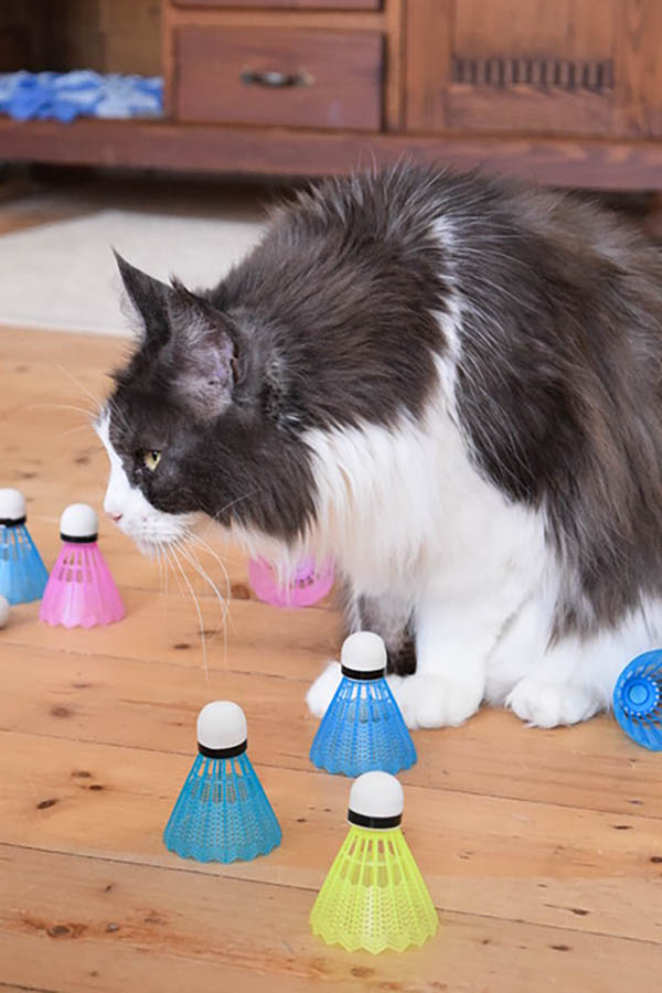 Training für Katzen