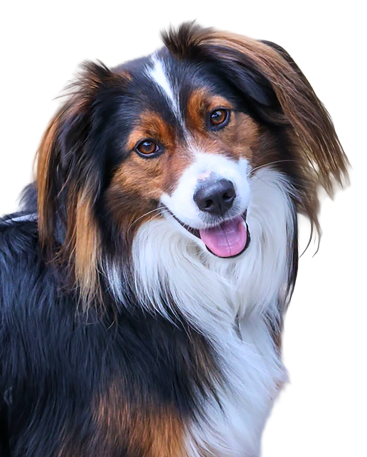 kleiner-Hund-freigestellt